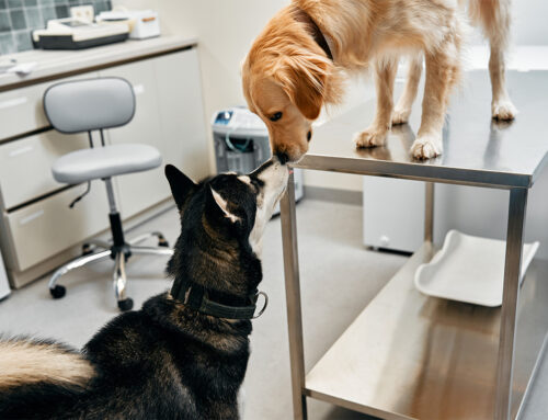 The Importance of Regular Wellness Exams for Your Pet’s Health