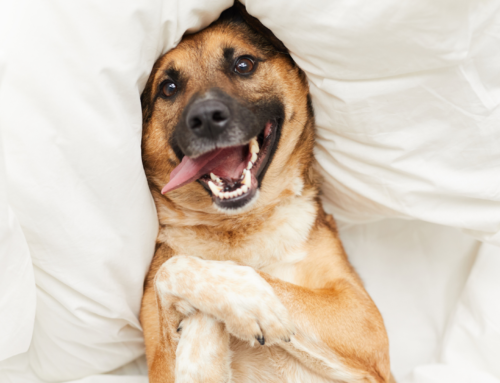 Top Signs Your Pet Needs Dental Care: Early Warning Signs to Watch