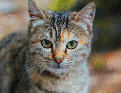 Feline Leukemia and How It Threatens Cats