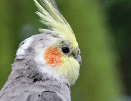 Is My Pet Bird Sick? When to Call an Avian Vet in Des Moines