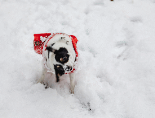 Cold Weather Winter Wellness Tips for Des Moines Pets