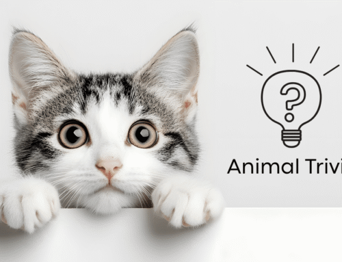 Vet Near Me Quiz – Are You Smarter Than a 5th Grader? Pet Edition | Fleur Pet Hospital