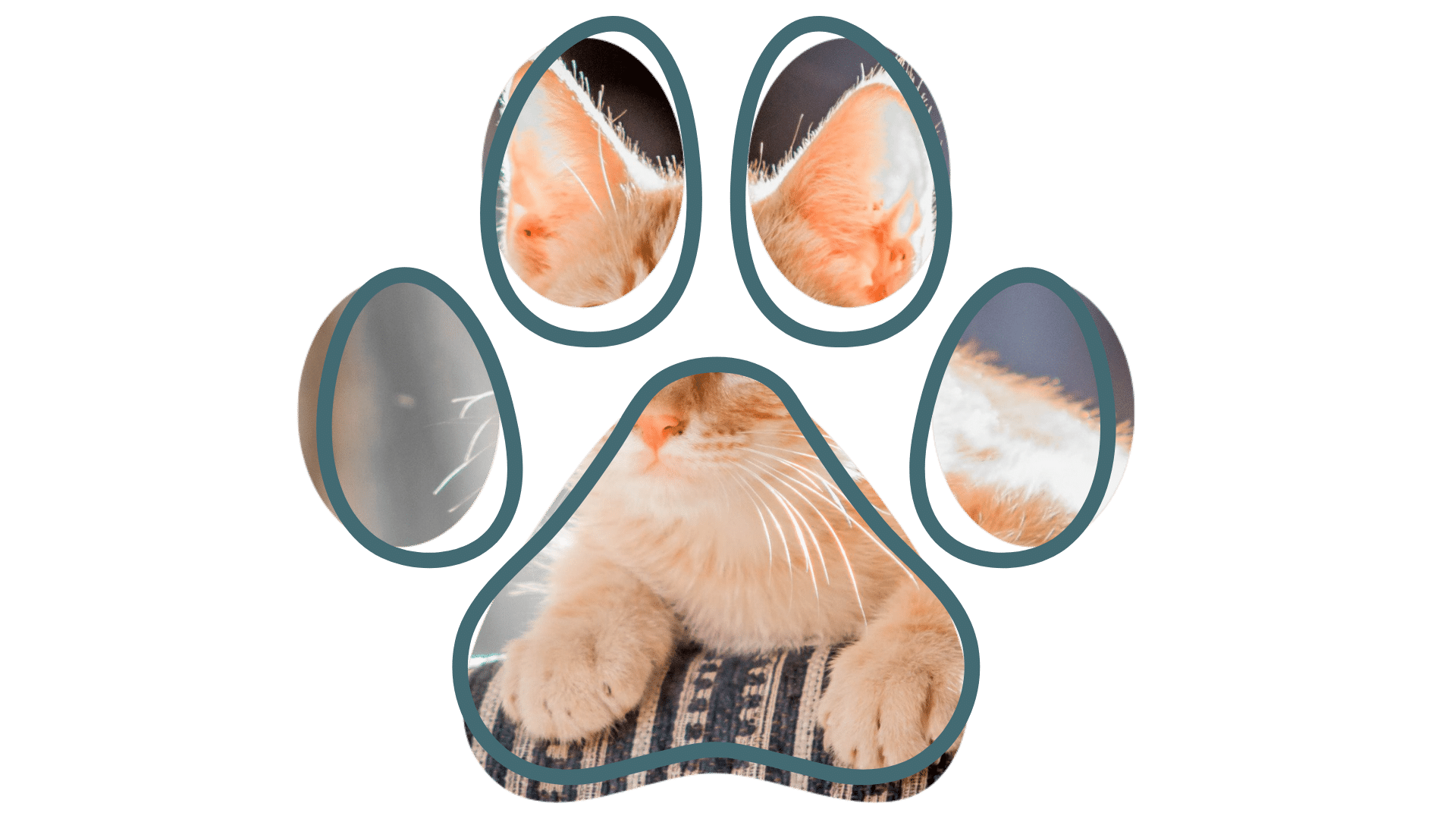 vet near me Fleur Pet Hospital caring for rabbits avians and pocket pets in Des Moines