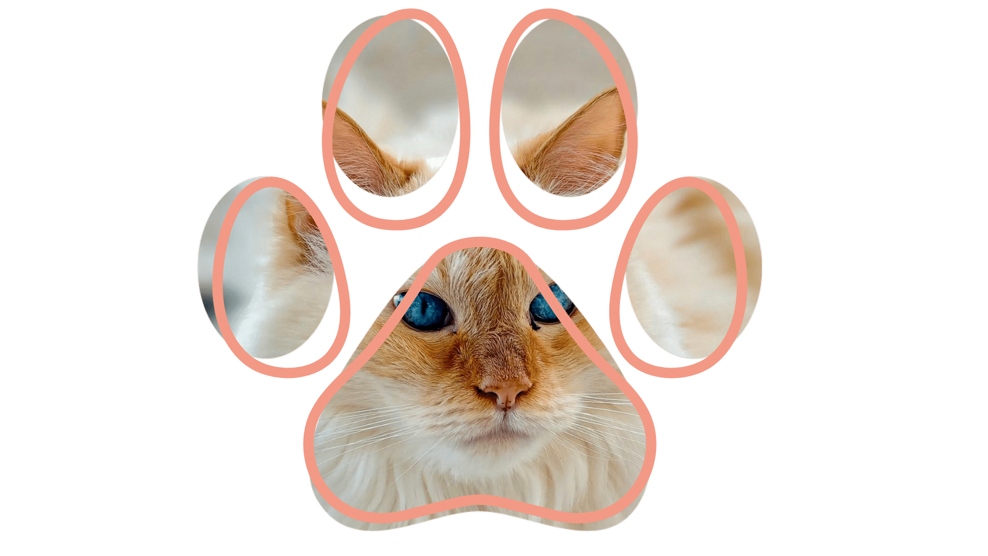 vet near me Fleur Pet Hospital mobile vet services Des Moines IA home visit