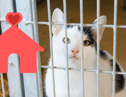 What to Think About When Adopting a Shelter Pet in Des Moines, IA