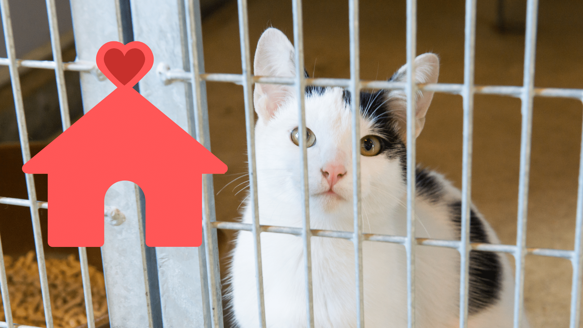 Bringing Home a Shelter Pet in Des Moines Family adopting a shelter pet with guidance from Fleur Pet Hospital in Des Moines