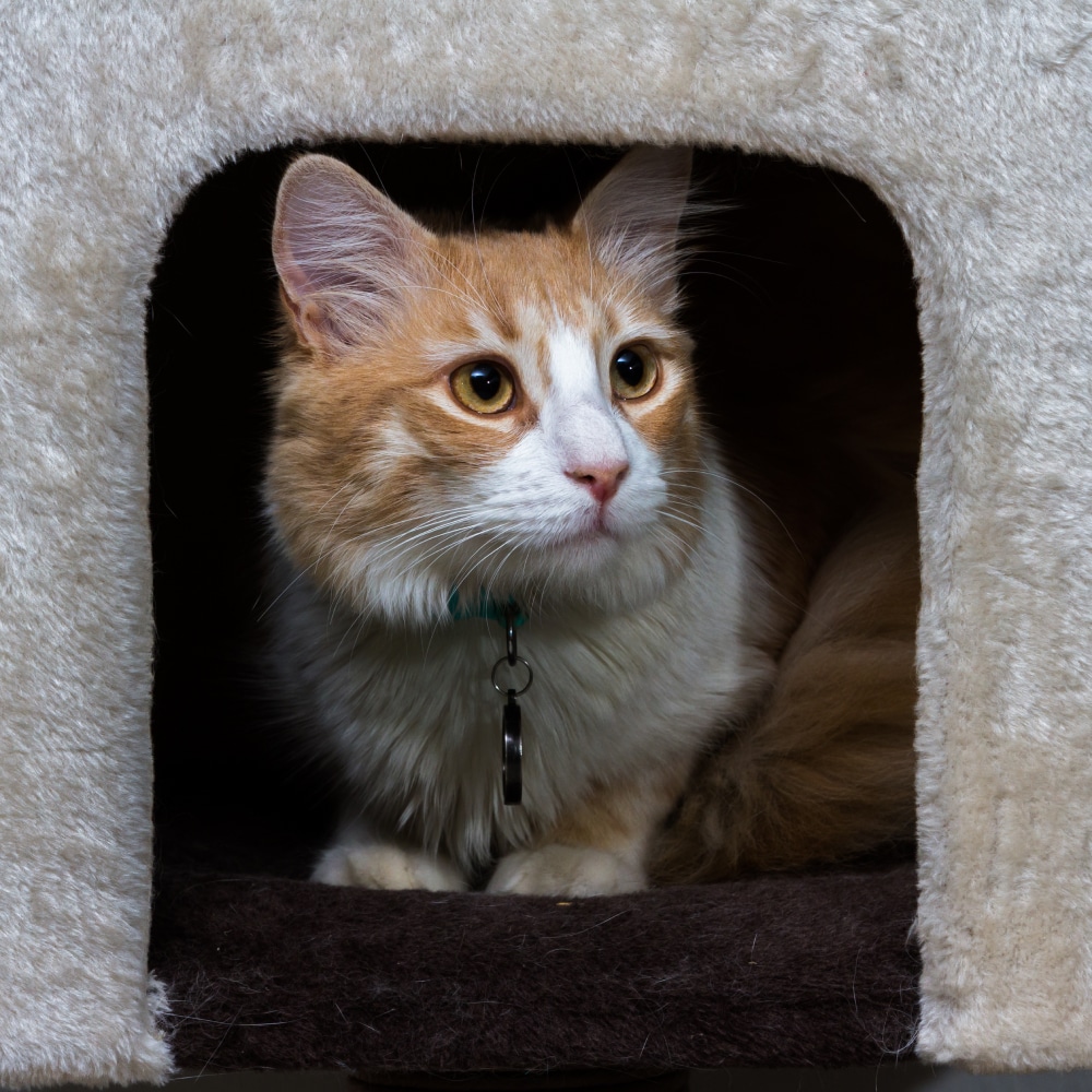 close up of a beautiful orange and white cat