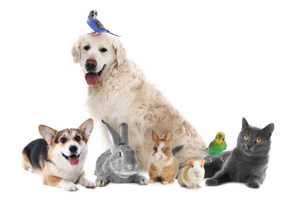 group-of-cute-pets-on-white-background-parrots-d-2026-05-11-16-36-00-utc-2 group of cute pets