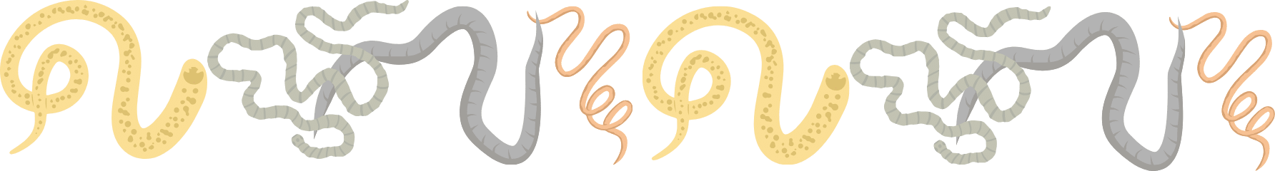 Heartworms and intestinal parasites highlighting pet parasite protection with Fleur Pet Hospital