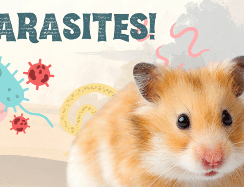 What Pet Owners Should Know About Parasites
